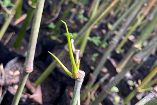 Berkeluarga dengan Bambu