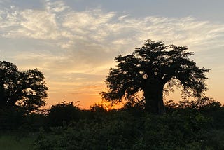 A large tree set against a setting sun.