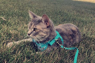 Molly: The Cat That Saved My Life