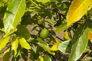 A single Hass avocado fruit on a tree in Kitale, Kenya. Image shot by Teresa Lubano