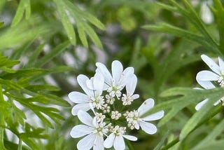 White flowers in a circle around littler one that are just buds all curled up