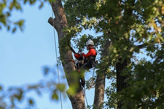 Why do you need professionals for tree services?