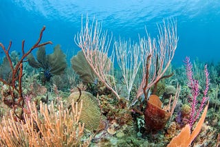 Discovery of Slimy Microbes that Help Keep Tropical Stony Corals Healthy