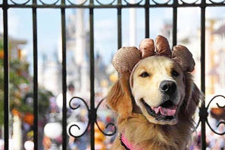 When Nala Went to Disneyland