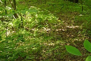 A trail through a wooded area. Green, vibrant plants grow on all sides of the trail, and shrubs and trees are visible.