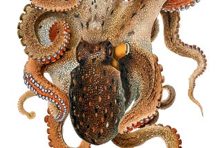 The Curious Case of the Cephalopod Mollusc and the Zoologist