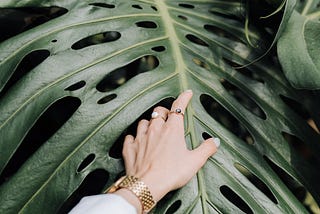 Touching Holes in Monstera Plant