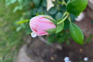 Little Bud