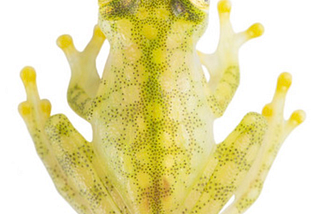 Exploring Frogs With Transparent Skin