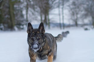 A German Shepard, snow on his muzzle, running in snow with woods in there background