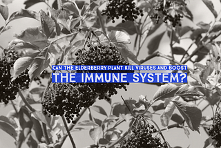 Fact-check: Does the elderberry plant kill viruses and boost the immune system?