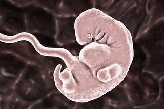 The Heartbeat Bill: Addenda