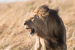 Male lion on grassland roaring