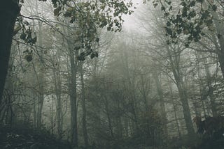 İgneada #forest #fog #photowalk