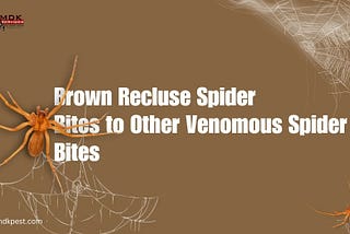 Brown Recluse Spider Bites to Other Venomous Spider Bites — JustPaste it