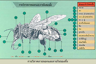 ผึ้งแมลงมหัศจรรย์: คุยกันภาษาอะไร