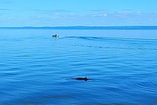 Exploring Quebec’s Whale Country