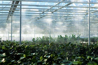 The Future of Smart Greenhouses Empowered by AIoT