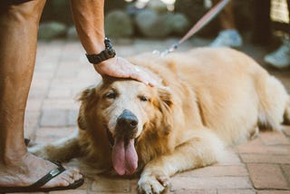 Caring a Dog and love- How they are the same
