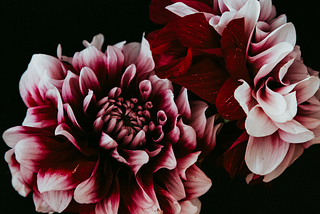 Image: Large red and white flowers with many petals on a black background. Text: The trouble is it wasn’t her fault