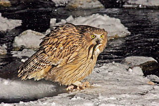 Fish owl: A bird whose whole life is saturated with fishing.