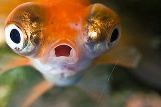 Goldfish staring into camera, mouth open, eyes on sides of head