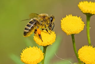 Vivir con propósito: una lección de las abejas.