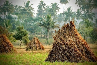 Agricultural Waste Products — Turning Trash into Treasure | Zarea Limited