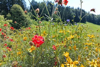 Photo of a field of wild flowers, red and yellow flowers on tall springy stalks, a field in the background and a perimeter of tall pine trees.