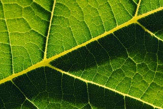 Up-close shot of a veiny leaf.