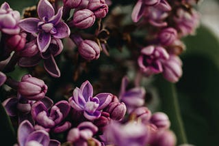 The Color