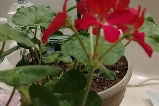 My Geranium Plant Has Survived Inside