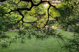 A twisted pine branch in front of a serene grass field.