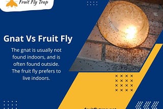 Gnat Vs Fruit Fly