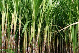 Bihar: Additional Rs 10 hike announced for sugarcane price, bringing total increase to Rs 20 per…