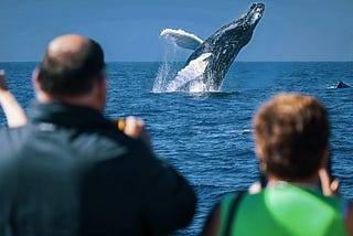 Discover the Majestic Giants: Embark on an Unforgettable Whale Watching Tour in Cabo San Lucas