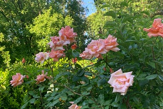 under the archway of roses