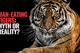Man-Eating Tiger: Myth or Reality?