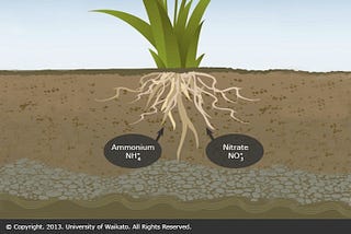 What is important of Nitrogen For plants or Agriculture? And Function of Nitrogen Described it.