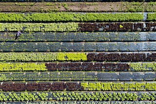 What Being Plant-Based Means?