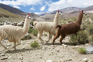Putting Llama3 to the Test: A Real-World Evaluation of the new LLM