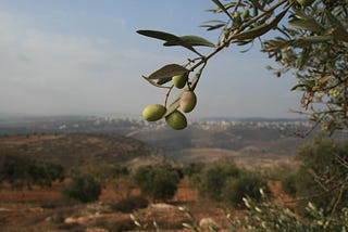 Impacts of Climate Change on Palestine’s “Trees of Eternity”