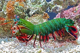 The mighty Peacock Mantis Shrimp