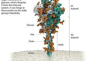 COVID-19 Vaccines