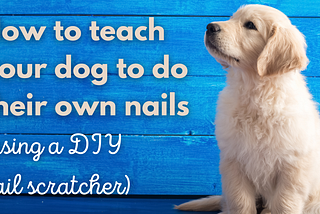 How to teach your dog to do their own nails.