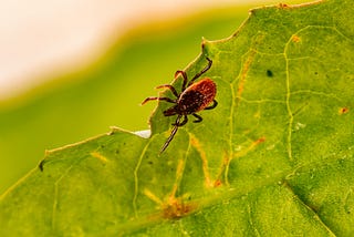 A Tick-ing Time Bomb?