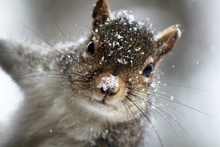 Why I Fired My Inner Voice (And Hired a Squirrel Instead)