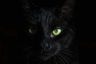 Face of a black cat
