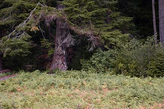 Whitetail Deer — Description and How to Hunt Them