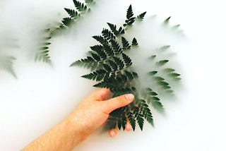 A caucasian hand partially immersed in a milk-like substance holding several fern leaves, leaves can also be seen floating in the background of the liquid